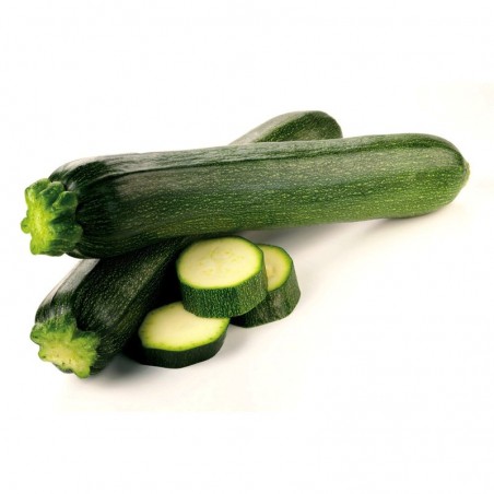 Courgettes ESPAGNE